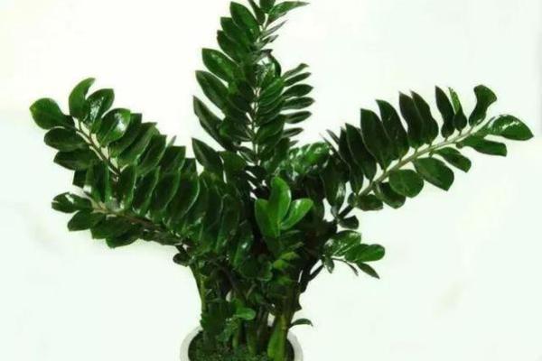 简单的风水改运，绿植摆放指南