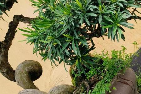 公司风水_办公室摆放迎客松盆景什么位置更佳