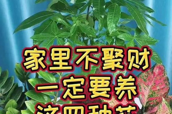 厨房招财风水也很重要 放这几种花能够招财改运 厨房招财风水也很重要 放这几种花能够招财改运