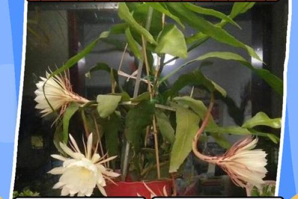 假花影响风水真的吗有哪些说法 假花影响风水真的吗有哪些说法