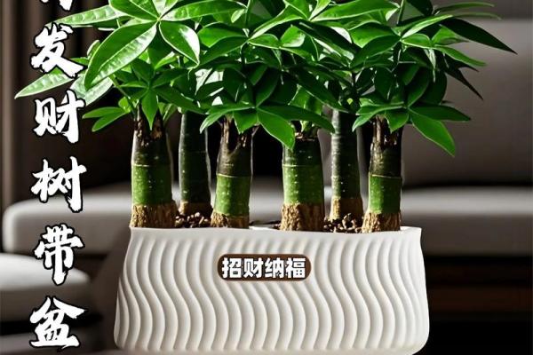 风水家里最旺财的三种树是什么
