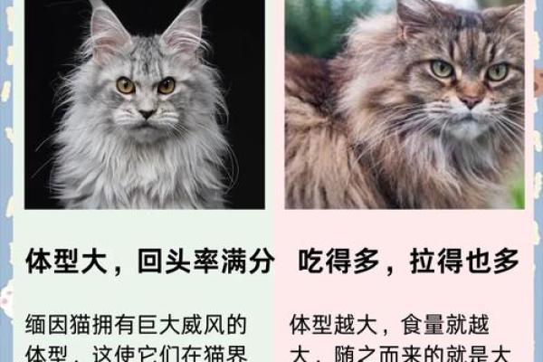 风水猫不请自来兆头寓意什么