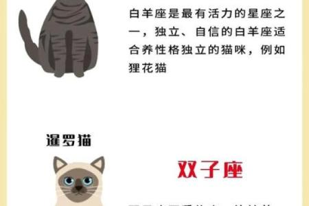12星座适合养啥猫呢