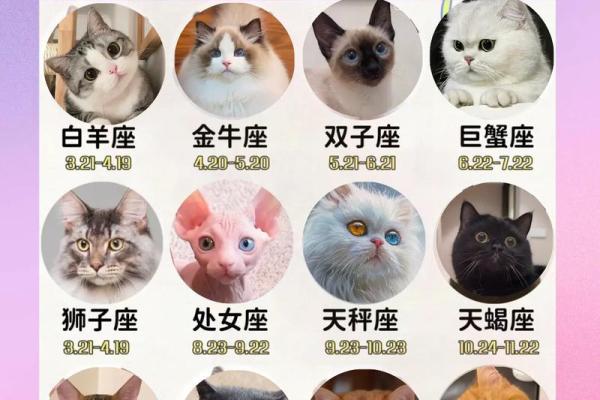 十二星座猫咪图欣赏：萌化你的心！