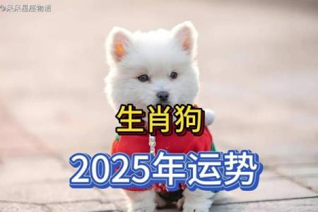 1982属狗今日运势解析财运事业感情全揭秘