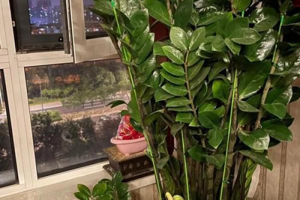 房子里栽什么树苗好风水