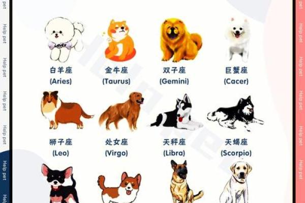 12星座谁最适合养什么狗呢