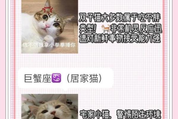 哪些星座女是猫系女人