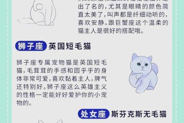 星座最适合什么猫类