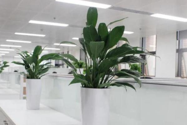 办公场所摆放植物的风水讲究 办公场所摆放植物的风水讲究