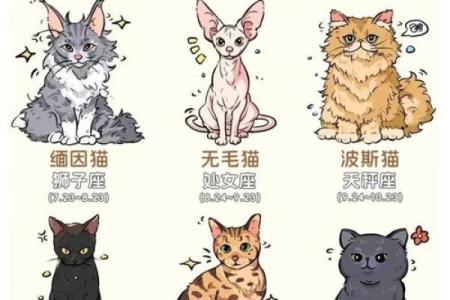 星座最适合什么猫类