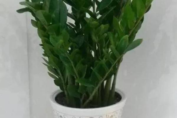 绿色 风水