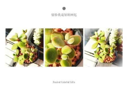 冬之星座多肉可以晒太阳吗