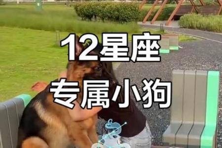 星座最适合什么狗狗