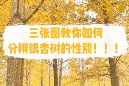 银杏树种在什么方位比较好
