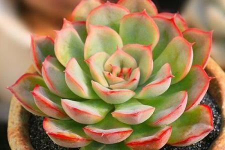 十二星座养的多肉植物有哪些