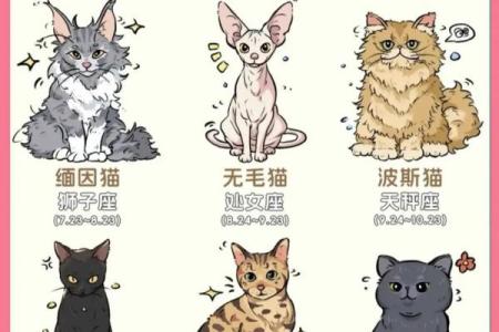 哪些星座是团宠
