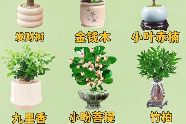 十二星座合适养什么绿植