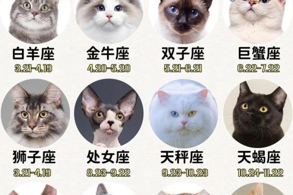 12星座是适合什么样的宠物