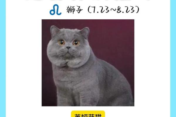 12星座是适合什么样的宠物