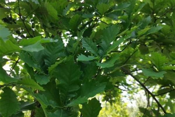 栎树百科：品种特征，栽培技巧与养护要点