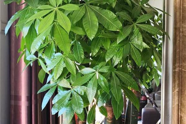 风水做生意家里养什么花好可以有利于财运