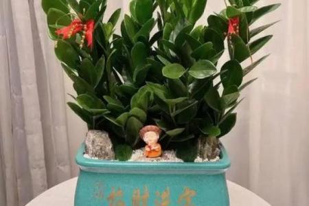 风水做生意家里养什么花好可以有利于财运