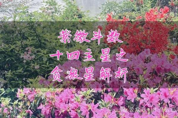 紫薇斗数贪狼火星