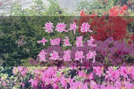紫薇斗数贪狼火星