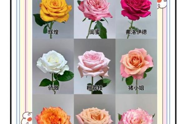 12星座最喜欢的玫瑰花是哪种
