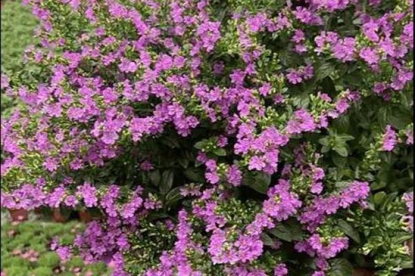花类百科：和满天星很像的花都有哪些
