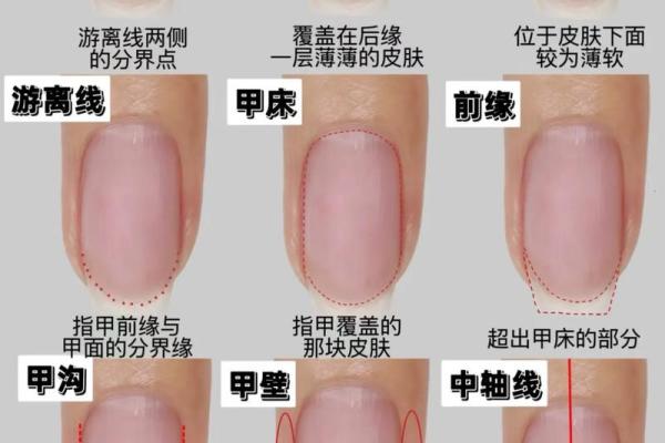 《手相学习百科》：指甲