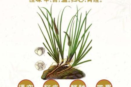 唐菖蒲在风水中有何作用