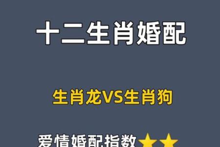 生肖龙和配对的魂伴