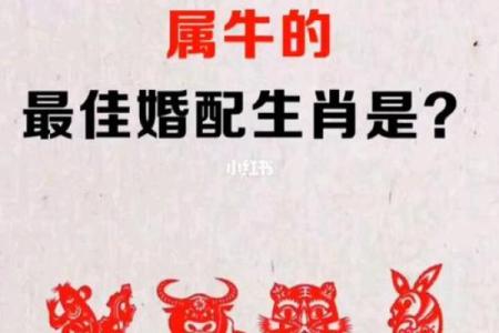牛属与哪些生肖最佳配对