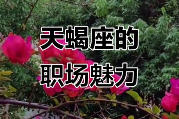最佳合伙人的天蝎座配对