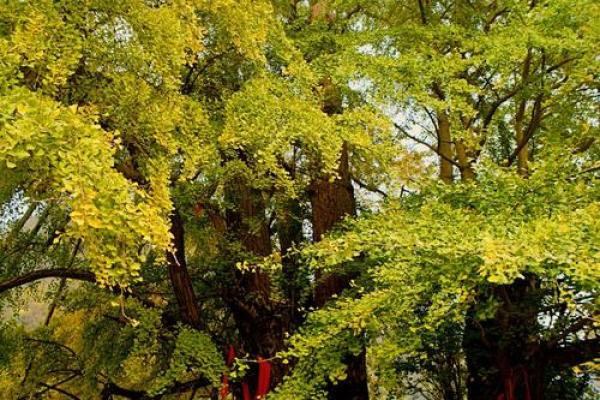 李家湾风水