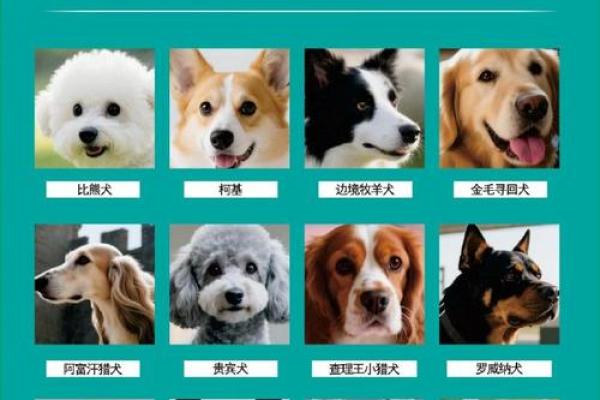 12星座应该养哪种狗狗