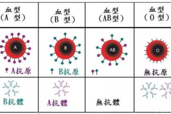 血行都有什么血型 血行的血型有哪些