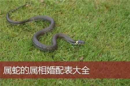 属蛇的人和哪些生肖最为配对