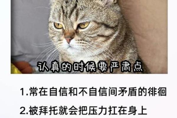属鸡的狮子座血型分析