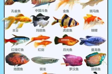 风水鱼的摆放，风水鱼摆放鱼头朝里还是朝外好