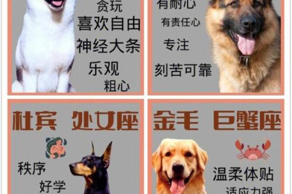 十二星座中谁适合养什么狗