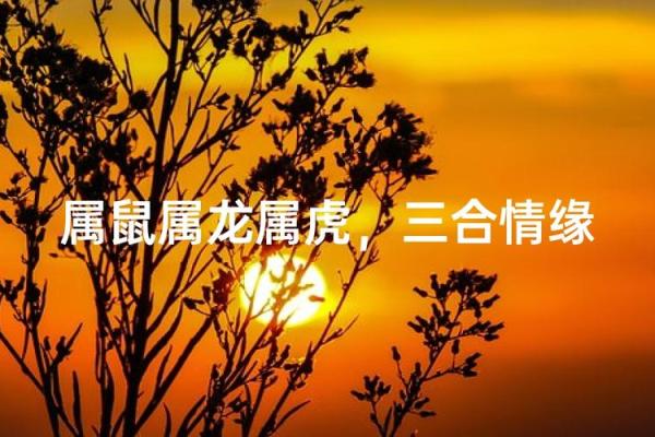 属虎和属鼠的八字合吗