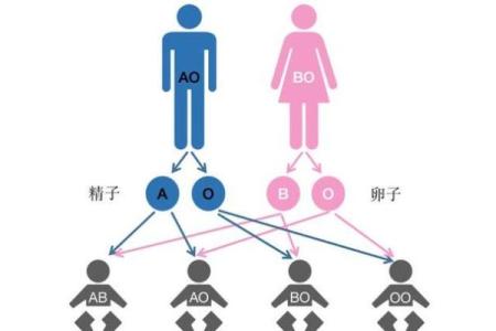 从工作态度判断他的血型