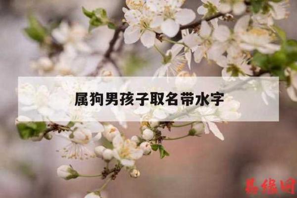 五月份出生的属狗男孩应该如何取名字姓名