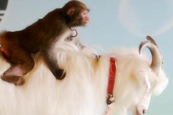 羊跟猴婚姻相配吗 羊和猴配对是否合适