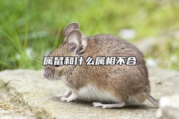 属鼠和什么属相最配对 属鼠和什么属相相冲