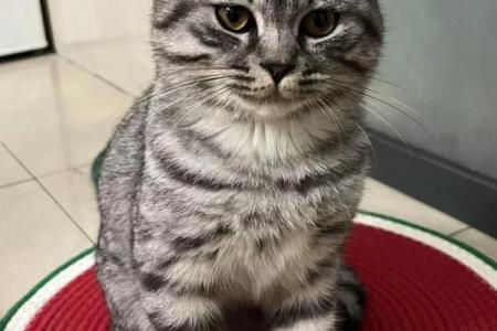 怎么给公猫姓名配对呢图片 怎么给公猫取名字好听？