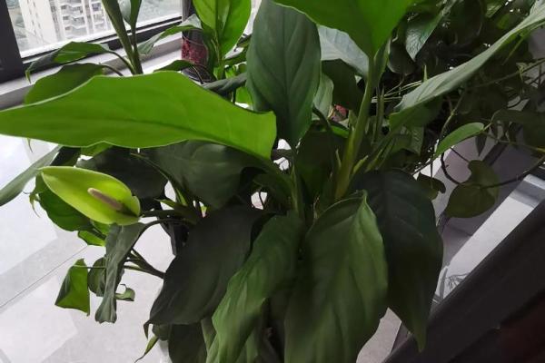 万年青 风水